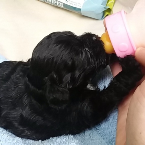 Meet your Posher, Brittany - Picture 4 of 6